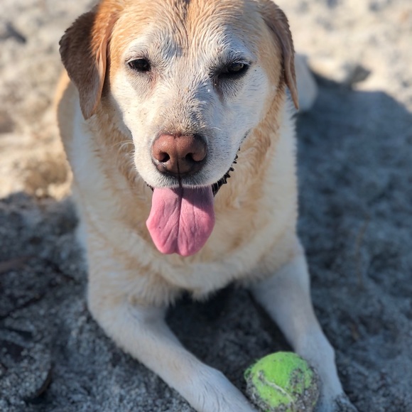 Meet your Posher, Annie - Picture 4 of 5